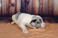 Cannoli, a female Aussiedoodle for sale in Bremen, GA – 2 of 5