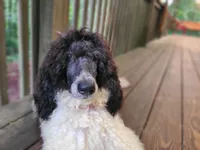 Pearl, a female Poodle - Standard  for sale in Bremen, GA – 1 of 4