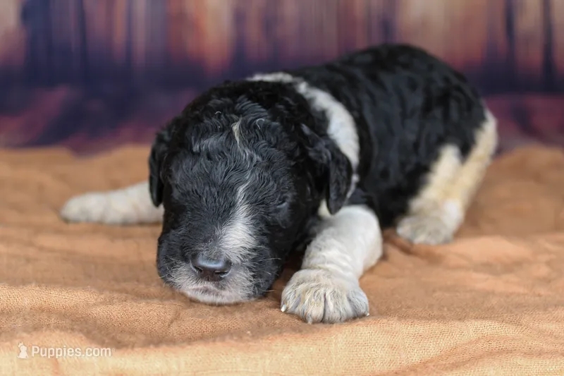 Churro – Aussiedoodle puppy for sale in Bremen, GA