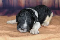 Churro, a female Aussiedoodle for sale in Bremen, GA – 1 of 2