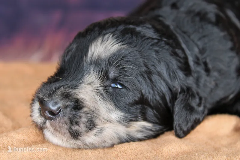 Baklava – Aussiedoodle puppy for sale in Bremen, GA