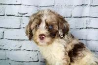 Biscotti, a female Aussiedoodle for sale in Bremen, GA – 1 of 5