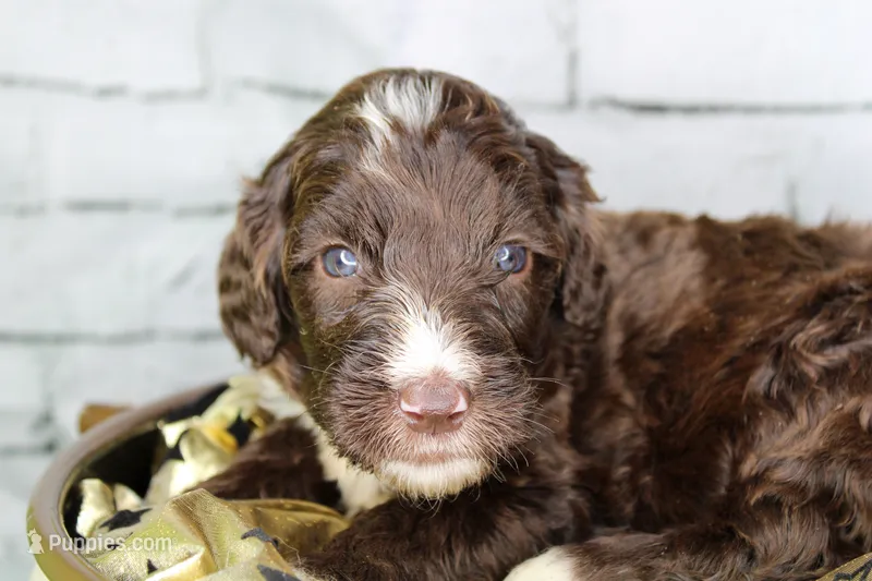 Cheesecake – Aussiedoodle puppy for sale in Bremen, GA