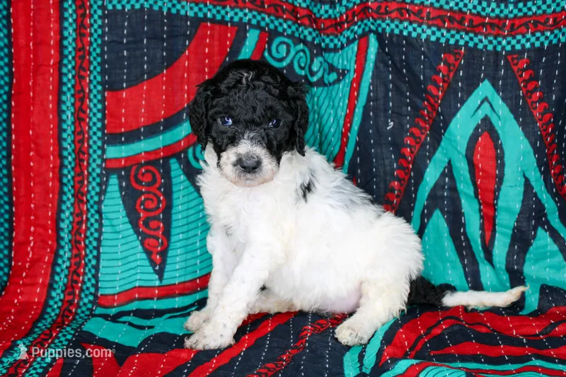 Pearl – Poodle - Standard  puppy for sale in Bremen, GA