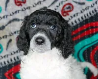 Pearl, a female Poodle - Standard  for sale in Bremen, GA – Photo 2 of 2