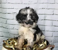 Macaron, a female Aussiedoodle for sale in Bremen, GA – 1 of 8