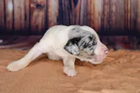 Cannoli, a female Aussiedoodle for sale in Bremen, GA – 4 of 5