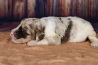 Biscotti, a female Aussiedoodle for sale in Bremen, GA – 2 of 3