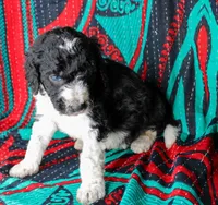 Obsidian, a male Poodle - Standard  for sale in Bremen, GA – Photo 2 of 2