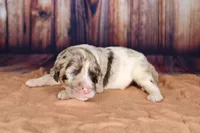 Biscotti, a female Aussiedoodle for sale in Bremen, GA – 3 of 3