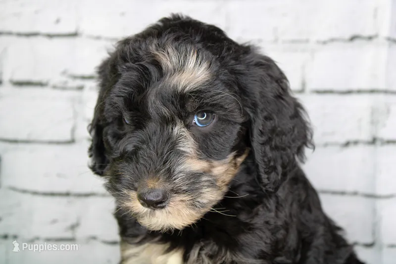 Baklava – Aussiedoodle puppy for sale in Bremen, GA