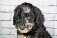 Baklava, a female Aussiedoodle for sale in Bremen, GA – 1 of 4