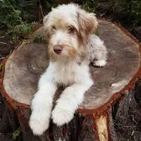 Upcoming F1B Toy Aussiedoodles, a  Aussiedoodle for sale in Bremen, GA – Photo 2 of 2