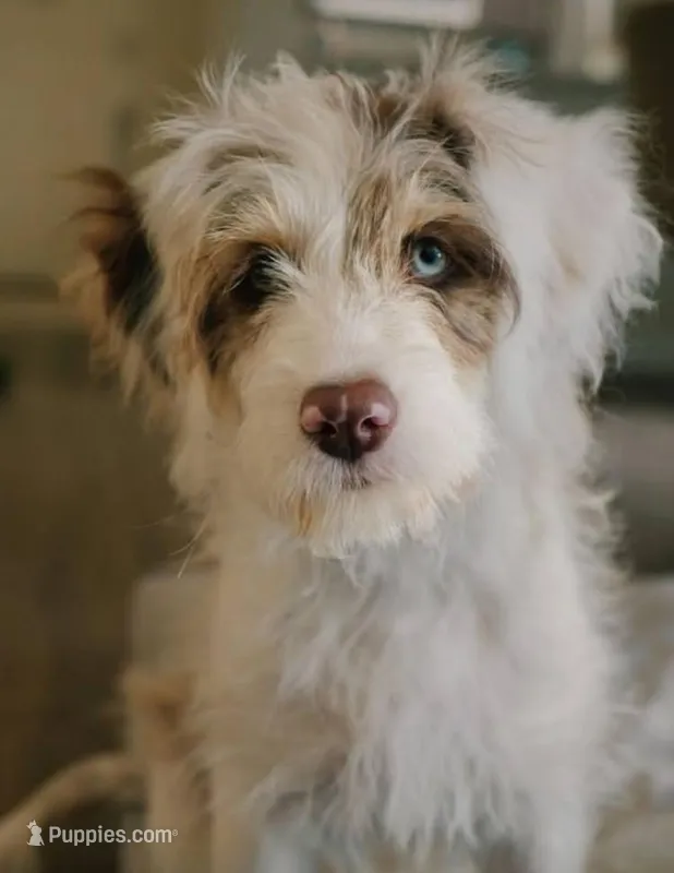Upcoming F1B Toy Aussiedoodles, a  Aussiedoodle for sale in Bremen, GA – Photo 1 of 2