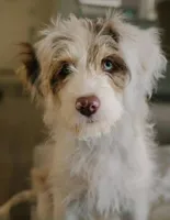 Upcoming F1B Toy Aussiedoodles, a  Aussiedoodle for sale in Bremen, GA – Photo 1 of 2