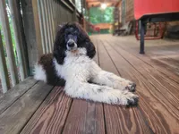 Pearl, a female Poodle - Standard  for sale in Bremen, GA – 2 of 4