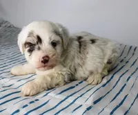 Upcoming Toy F1 Aussiedoodles, a  Aussiedoodle for sale in Bremen, GA – Photo 3 of 4