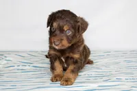 Upcoming Toy F1 Aussiedoodles, a  Aussiedoodle for sale in Bremen, GA – Photo 4 of 4