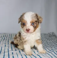 Upcoming Toy F1 Aussiedoodles, a  Aussiedoodle for sale in Bremen, GA – Photo 2 of 4