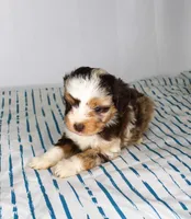 Upcoming Toy F1 Aussiedoodles, a  Aussiedoodle for sale in Bremen, GA – Photo 1 of 4