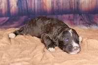 Cheesecake, a female Aussiedoodle for sale in Bremen, GA – 2 of 2