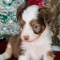 Sam - Small Toy, a male Aussiedoodle for sale in Bremen, GA – Photo 5 of 9