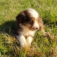 Sam - Small Toy, a male Aussiedoodle for sale in Bremen, GA – Photo 3 of 9