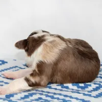 Sam - Small Toy, a male Aussiedoodle for sale in Bremen, GA – Photo 9 of 9