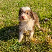Sam - Small Toy, a male Aussiedoodle for sale in Bremen, GA – Photo 2 of 9