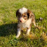 Sam - Small Toy, a male Aussiedoodle for sale in Bremen, GA – Photo 4 of 9