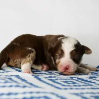 Sam - Small Toy, a male Aussiedoodle for sale in Bremen, GA – Photo 8 of 9