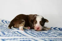 processed/20f57480-2efe-45a3-bcbb-58fa08c693ae/listing/f990bd44-0cdc-4ca3-bc24-29615ea1c7b3/a55ab353-7ef2-4618-93d0-0271834bd540