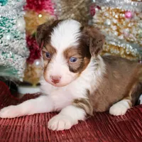 Sam - Small Toy, a male Aussiedoodle for sale in Bremen, GA – Photo 6 of 9