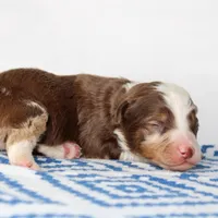 Sam - Small Toy, a male Aussiedoodle for sale in Bremen, GA – Photo 7 of 9