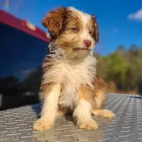 Sam - Small Toy, a male Aussiedoodle for sale in Bremen, GA – Photo 1 of 9