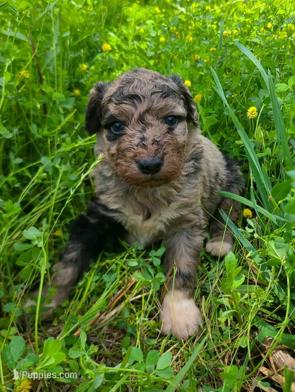 Lloyd - Miniature Aussiedoodle – Miniature Aussiedoodle puppy for sale in Bremen, GA