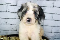 Cannoli, a female Aussiedoodle for sale in Bremen, GA – 1 of 7