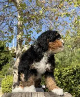 Caramel, a female Miniature Bernedoodle for sale in Los Angeles, CA – Photo 4 of 4
