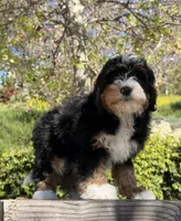 Caramel, a female Miniature Bernedoodle for sale in Los Angeles, CA – Photo 2 of 4