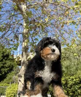 Caramel, a female Miniature Bernedoodle for sale in Los Angeles, CA – Photo 3 of 4