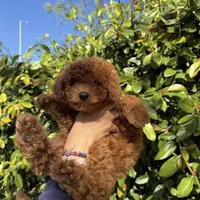 Angel, a female Miniature Goldendoodle for sale in Los Angeles, CA – Photo 2 of 4