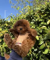 Angel, a female Miniature Goldendoodle for sale in Los Angeles, CA – Photo 2 of 4
