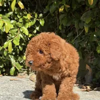 Angel, a female Miniature Goldendoodle for sale in Los Angeles, CA – Photo 3 of 4