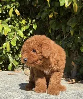 Angel, a female Miniature Goldendoodle for sale in Los Angeles, CA – Photo 3 of 4