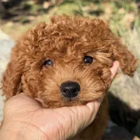 Angel, a female Miniature Goldendoodle for sale in Los Angeles, CA – Photo 1 of 4