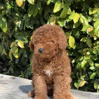 Angel, a female Miniature Goldendoodle for sale in Los Angeles, CA – Photo 4 of 4