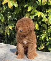 Angel, a female Miniature Goldendoodle for sale in Los Angeles, CA – Photo 4 of 4