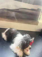 Princesa , a female Shih Tzu for sale in Killeen, TX – 4 of 5