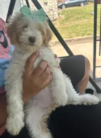 Mia, a female Goldendoodle for sale in Killeen, TX – 4 of 5