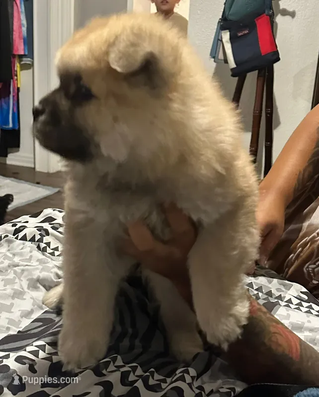 Lindo  – Chow Chow puppy for sale in Killeen, TX